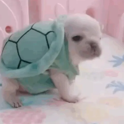 ❀ᮬ🐶⣧ ᩡᩡ Pibbles !©️Pochis
