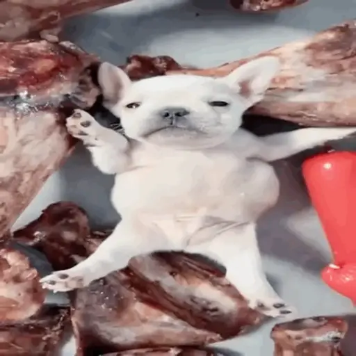 ❀ᮬ🐶⣧ ᩡᩡ Pibbles !©️Pochis