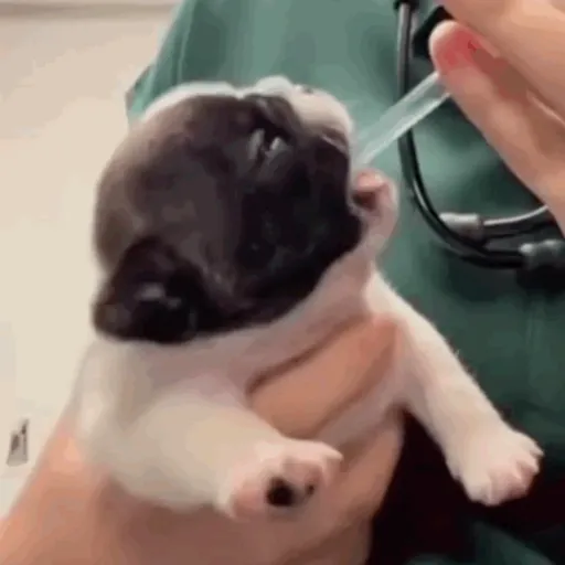 ❀ᮬ🐶⣧ ᩡᩡ Pibbles !©️Pochis preview