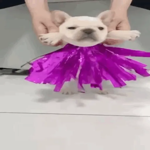 ❀ᮬ🐶⣧ ᩡᩡ Pibbles !©️Pochis