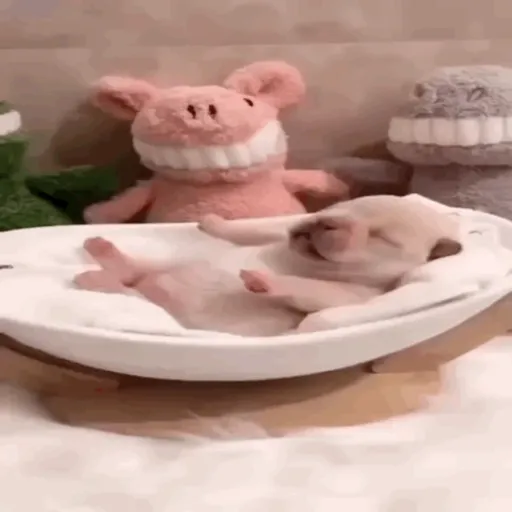 ❀ᮬ🐶⣧ ᩡᩡ Pibbles !©️Pochis