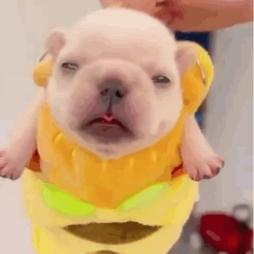❀ᮬ🐶⣧ ᩡᩡ Pibbles !©️Pochis