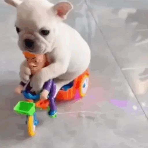 ❀ᮬ🐶⣧ ᩡᩡ Pibbles !©️Pochis