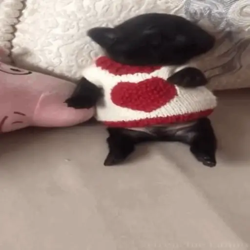 ❀ᮬ🐶⣧ ᩡᩡ Pibbles !©️Pochis