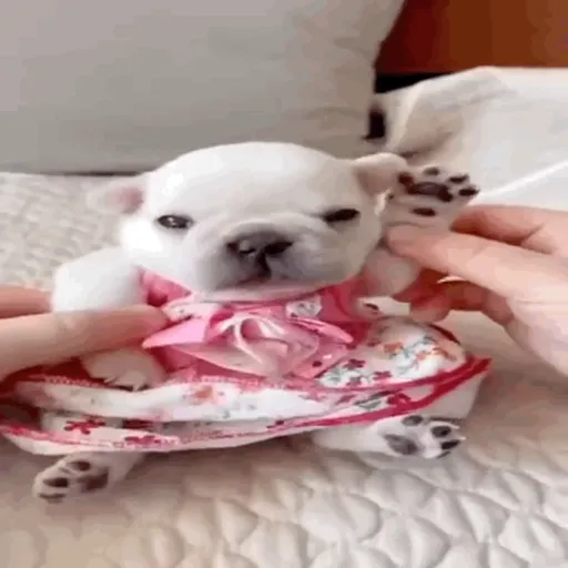 ❀ᮬ🐶⣧ ᩡᩡ Pibbles !©️Pochis