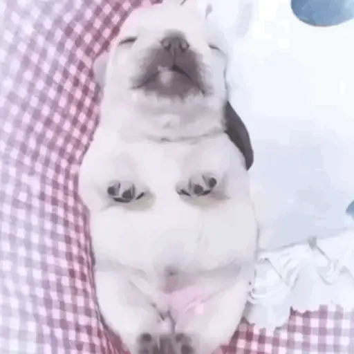 ❀ᮬ🐶⣧ ᩡᩡ Pibbles !©️Pochis preview