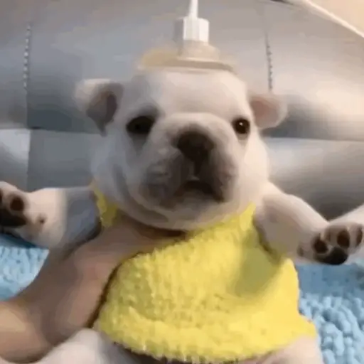 ❀ᮬ🐶⣧ ᩡᩡ Pibbles !©️Pochis