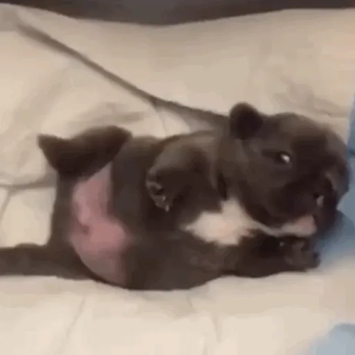 ❀ᮬ🐶⣧ ᩡᩡ Pibbles !©️Pochis preview