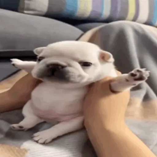 ❀ᮬ🐶⣧ ᩡᩡ Pibbles !©️Pochis