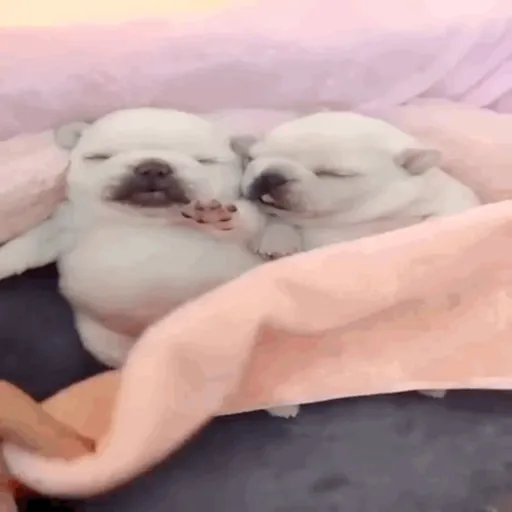 ❀ᮬ🐶⣧ ᩡᩡ Pibbles !©️Pochis