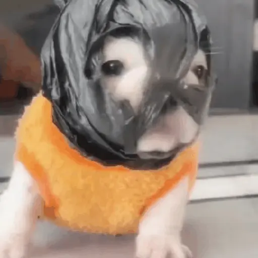 ᱙᱙ㅤ˳ㅤPibbleㅤׅㅤ𐀴᷼𐀴ㅤ