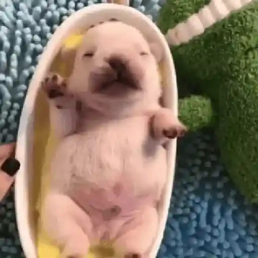 ᱙᱙ㅤ˳ㅤPibbleㅤׅㅤ𐀴᷼𐀴ㅤ