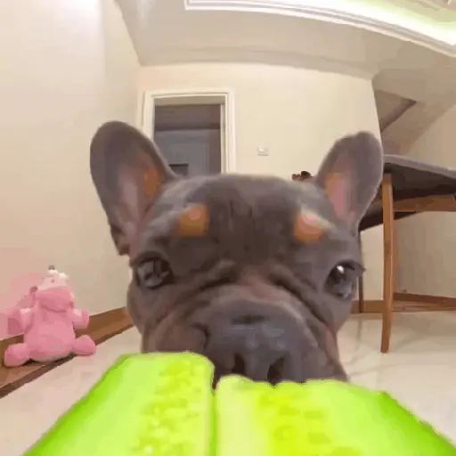᱙᱙ㅤ˳ㅤPibbleㅤׅㅤ𐀴᷼𐀴ㅤ