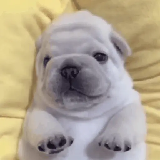 ᱙᱙ㅤ˳ㅤPibbleㅤׅㅤ𐀴᷼𐀴ㅤ