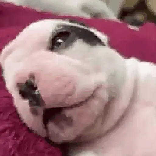 ᱙᱙ㅤ˳ㅤPibbleㅤׅㅤ𐀴᷼𐀴ㅤ