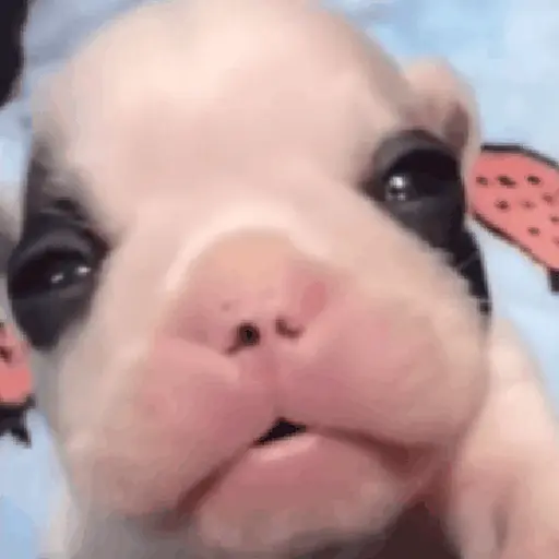 ᱙᱙ㅤ˳ㅤPibbleㅤׅㅤ𐀴᷼𐀴ㅤ