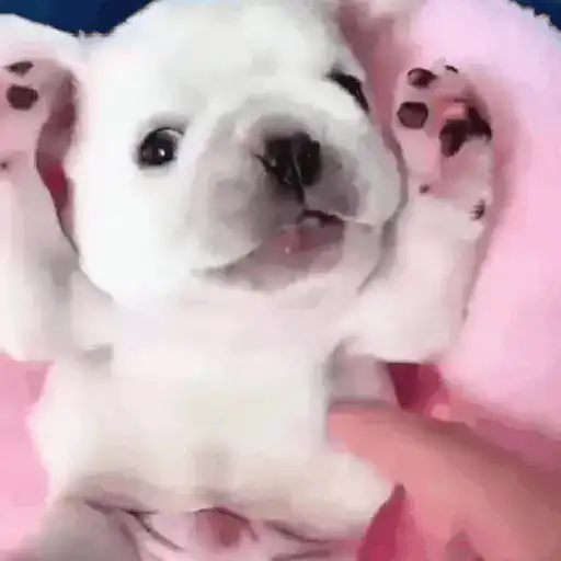 ᱙᱙ㅤ˳ㅤPibbleㅤׅㅤ𐀴᷼𐀴ㅤ