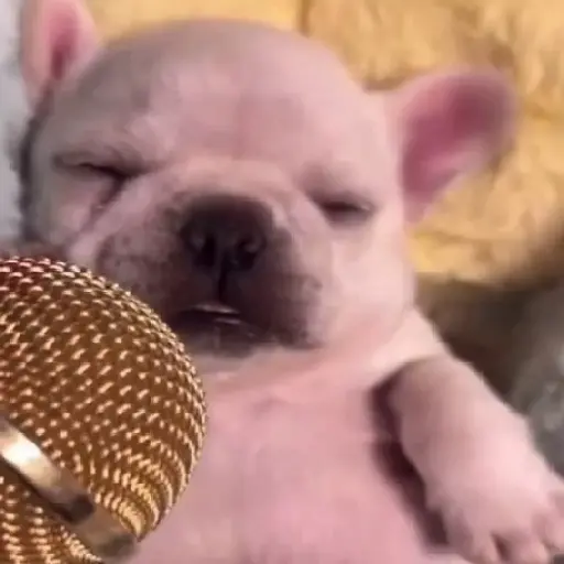 ᱙᱙ㅤ˳ㅤPibbleㅤׅㅤ𐀴᷼𐀴ㅤ