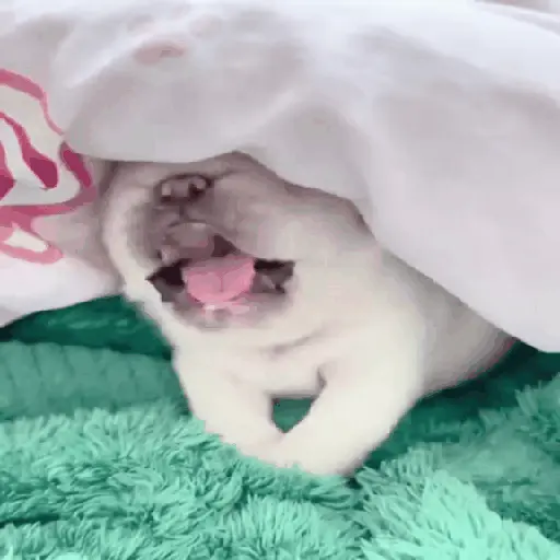 ᱙᱙ㅤ˳ㅤPibbleㅤׅㅤ𐀴᷼𐀴ㅤ