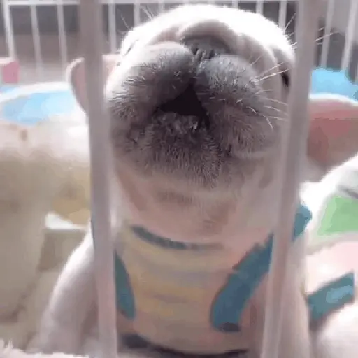 ᱙᱙ㅤ˳ㅤPibbleㅤׅㅤ𐀴᷼𐀴ㅤ