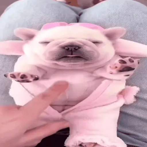 ᱙᱙ㅤ˳ㅤPibbleㅤׅㅤ𐀴᷼𐀴ㅤ