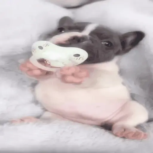 ᱙᱙ㅤ˳ㅤPibbleㅤׅㅤ𐀴᷼𐀴ㅤ