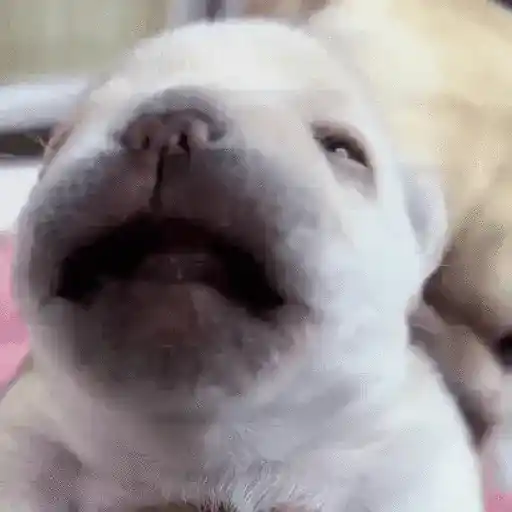 ᱙᱙ㅤ˳ㅤPibbleㅤׅㅤ𐀴᷼𐀴ㅤ