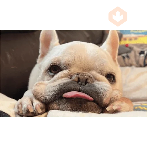 pibble love sticker 11