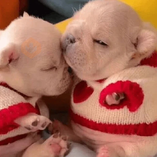 Perro Pibble Cute🐾✨❤ sticker 17