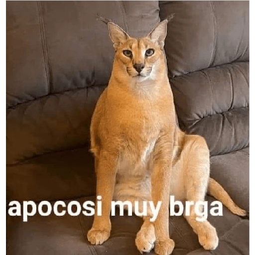 De todo un poco