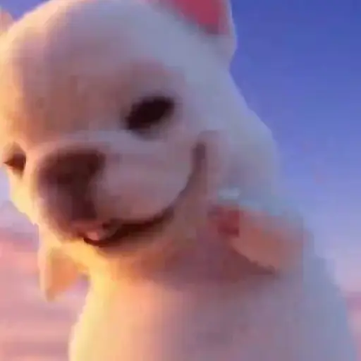 Perro Pibble Viral✨🐾