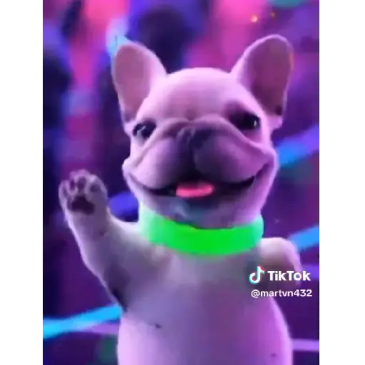 Pibble 🐾🐶 Perro de Tiktok