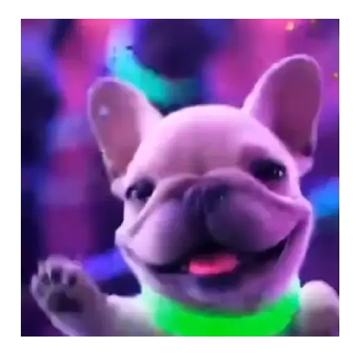 Pibble 🐾🐶 Perro de Tiktok preview