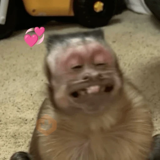 Memes de Macacos de todo tipo sticker 19