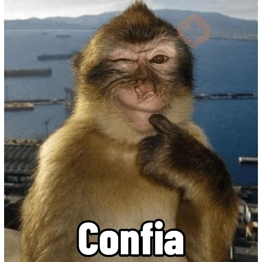 Memes de Macacos de todo tipo sticker 23
