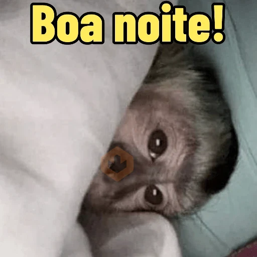 Memes de Macacos de todo tipo sticker 14