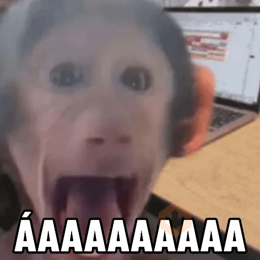 Memes de Macacos de todo tipo sticker 15