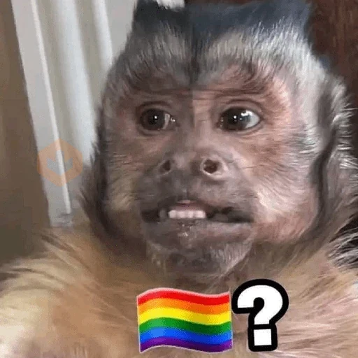 Memes de Macacos de todo tipo sticker 29
