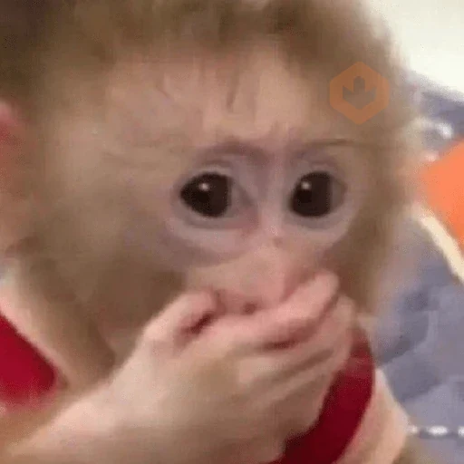 Memes de Macacos de todo tipo sticker 20