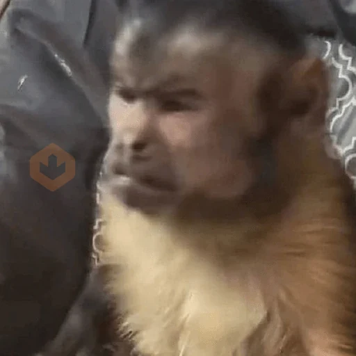 Memes de Macacos de todo tipo sticker 30