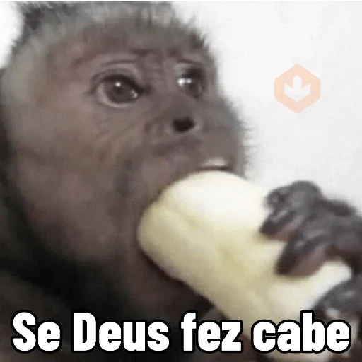 Memes de Macacos de todo tipo sticker 11