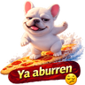 Pibble Perro Surfero Tiktok 🐶