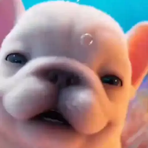 Pibble 🐶 Perro Pibble 🐶