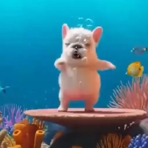 Pibble 🐶 Perro Pibble 🐶