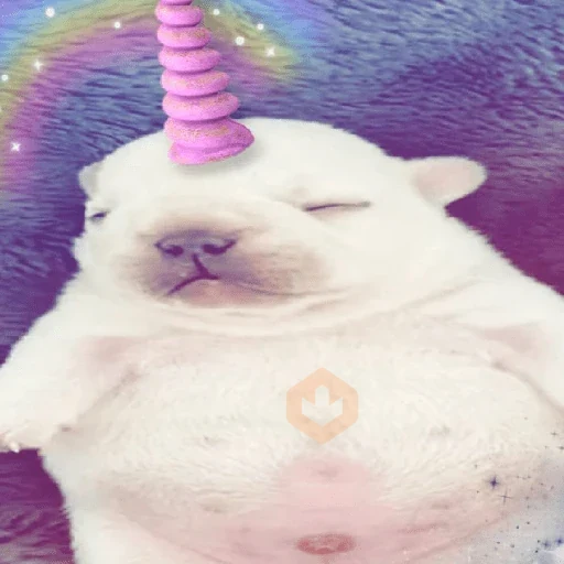 Perro Pibble Meme 🐾 sticker 15