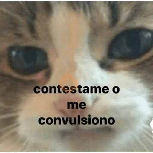 wjhhgf