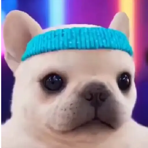 Pibble 🐶 Perro Pibble