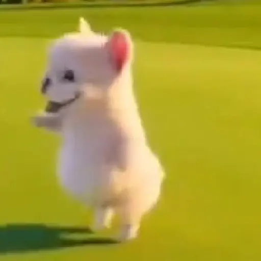 Pibble 🐶 Perro Pibble TikTok 🎶