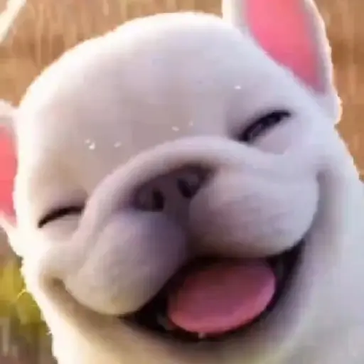 Pibble 🐶 Perro Pibble TikTok 🎶