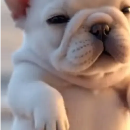 perro pibble tiktok🔥